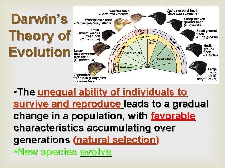 Darwin’s Theory of Evolution • The unequal ability of individuals to survive and reproduce
