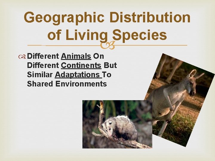 Geographic Distribution of Living Species Different Animals On Different Continents But Similar Adaptations To