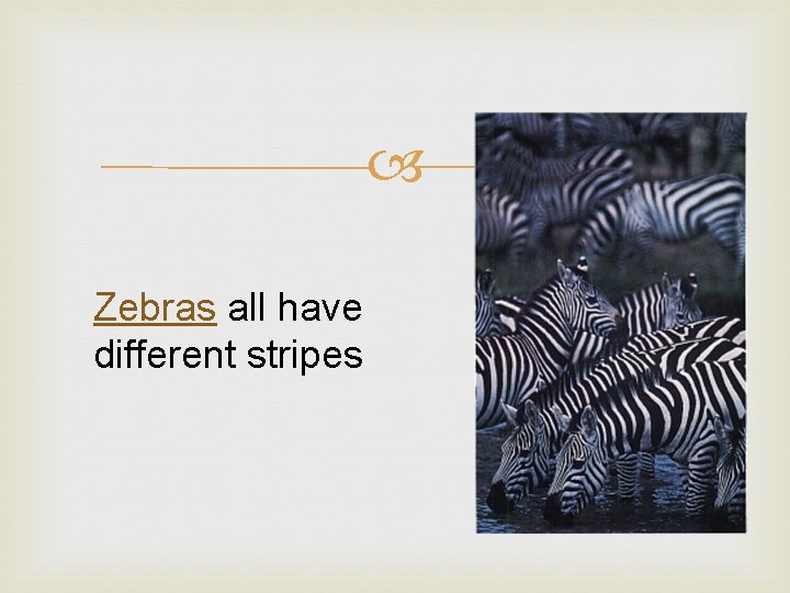  Zebras all have different stripes 