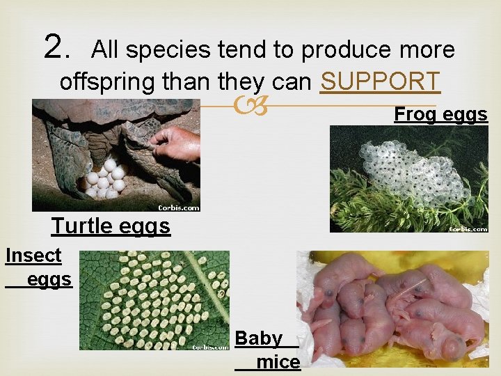 2. All species tend to produce more offspring than they can SUPPORT Turtle eggs