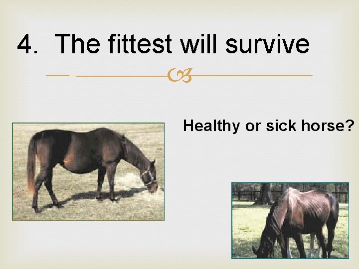 4. The fittest will survive Healthy or sick horse? 