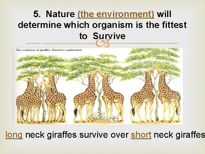 5. Nature (the environment) will determine which organism is the fittest to Survive long