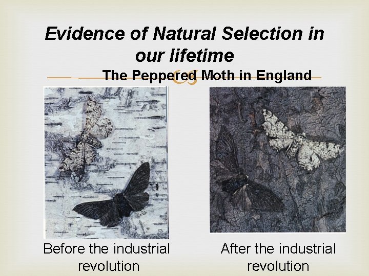 Evidence of Natural Selection in our lifetime The Peppered Moth in England Before the