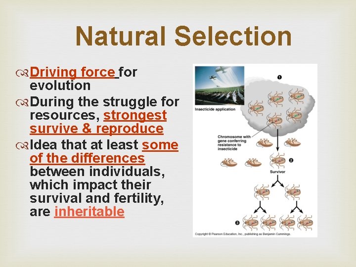 Natural Selection Driving force for evolution During the struggle for resources, strongest survive &