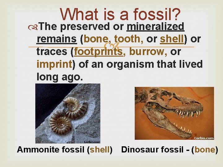 What is a fossil? The preserved or mineralized remains (bone, tooth, or shell) or