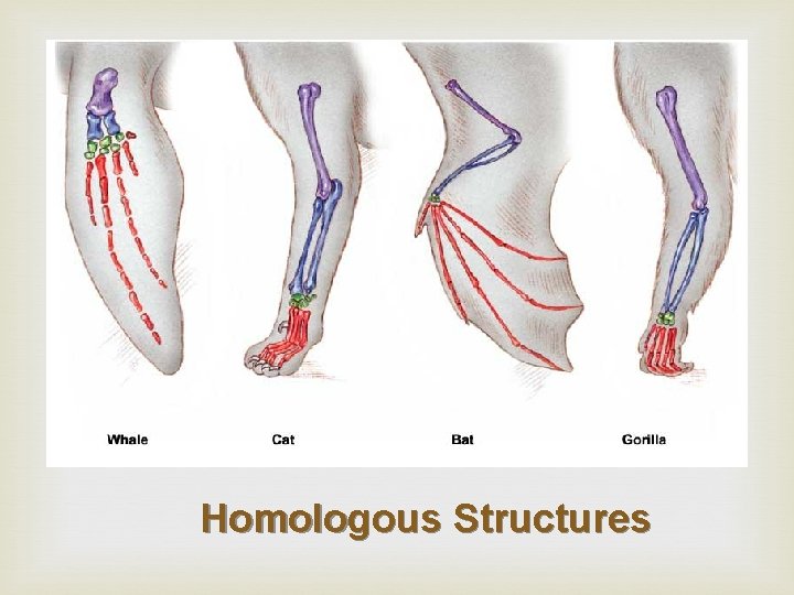 Homologous Structures 