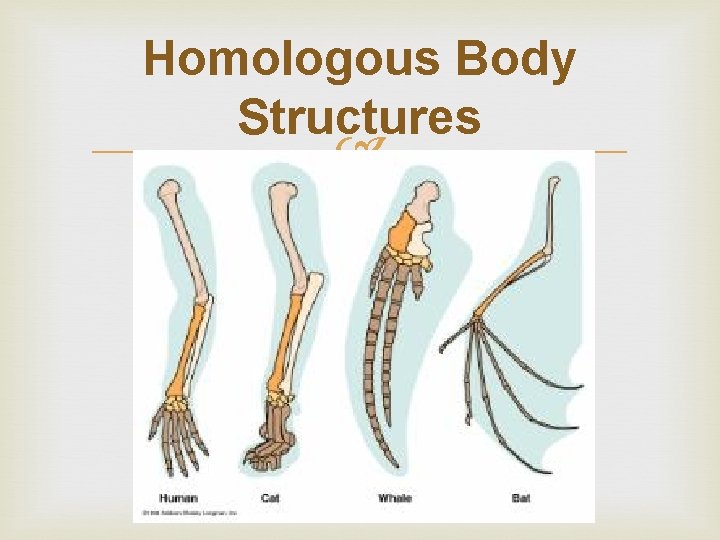 Homologous Body Structures 