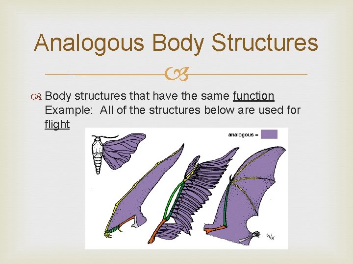 Analogous Body Structures Body structures that have the same function Example: All of the