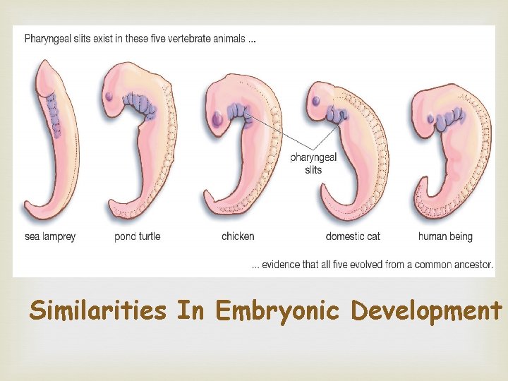 Evidence for Evolution - Comparative Embryology Similarities In Embryonic Development 