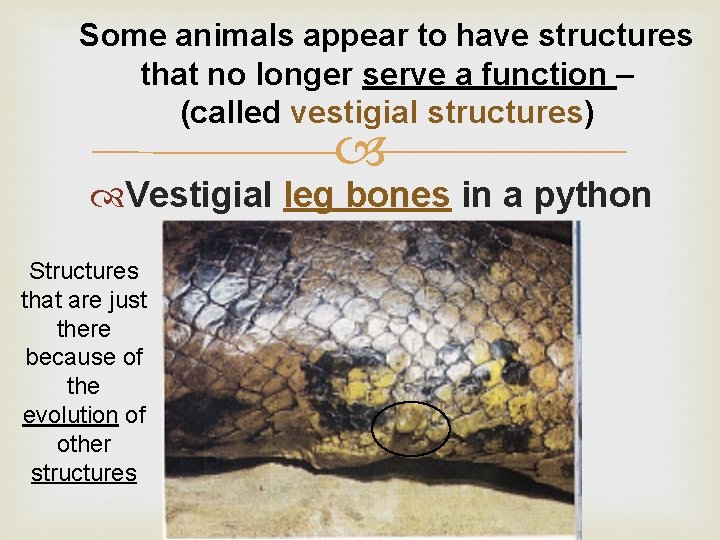 Some animals appear to have structures that no longer serve a function – (called