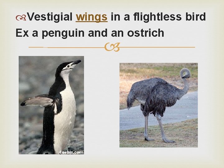  Vestigial wings in a flightless bird Ex a penguin and an ostrich 