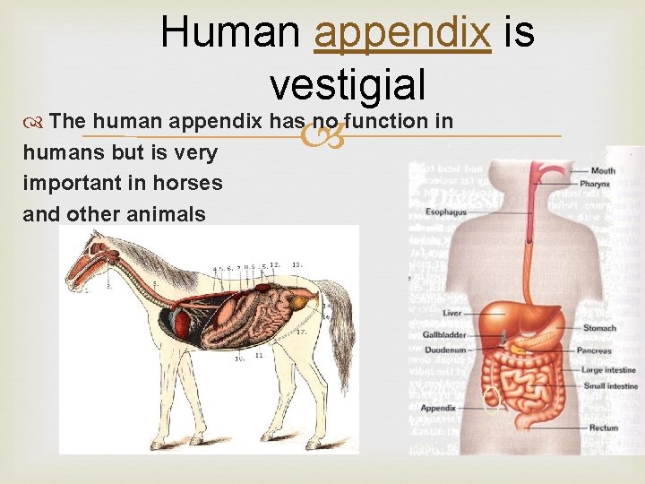 Human appendix is vestigial The human appendix has no function in humans but is