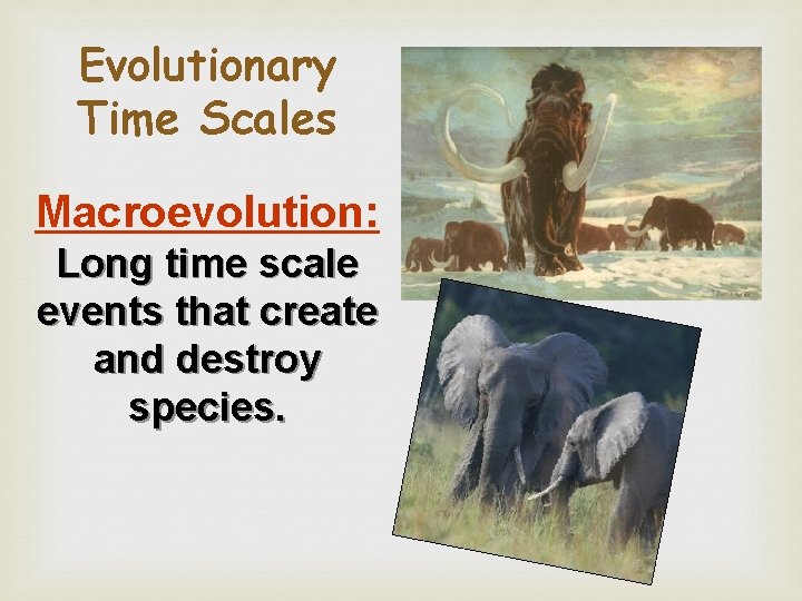 Evolutionary Time Scales Macroevolution: Long time scale events that create and destroy species. 