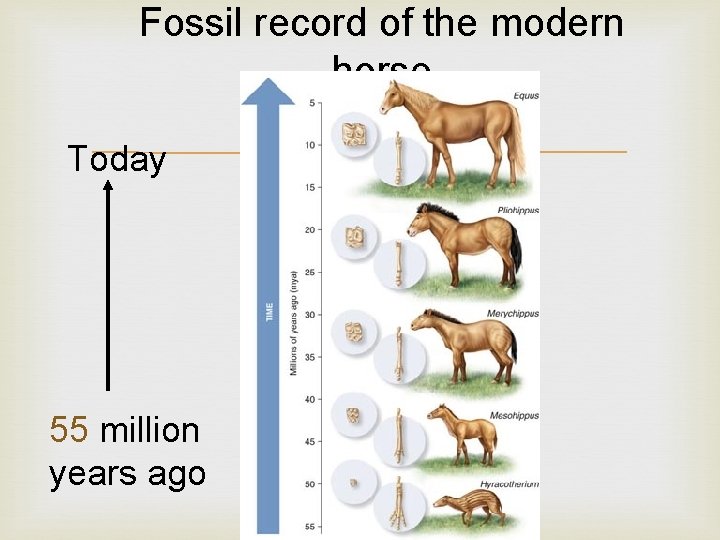 Fossil record of the modern horse Today 55 million years ago 