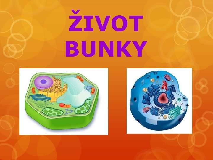 ŽIVOT BUNKY 