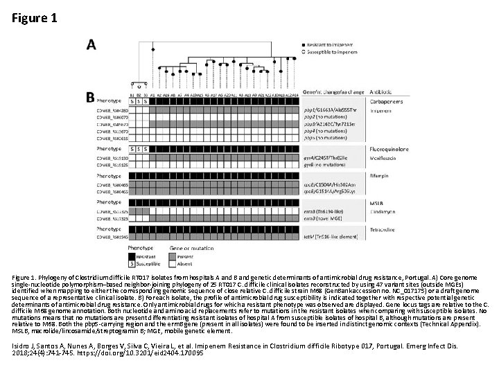 Figure 1. Phylogeny of Clostridium difficile RT 017 isolates from hospitals A and B