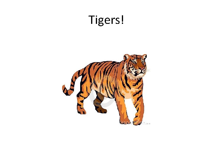 Tigers! 