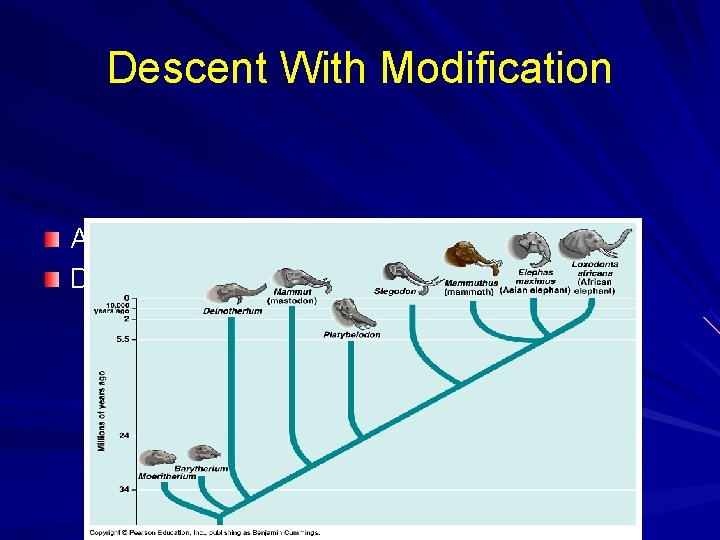 Descent With Modification All descended from an unknown ancestor Developed diverse modifications 