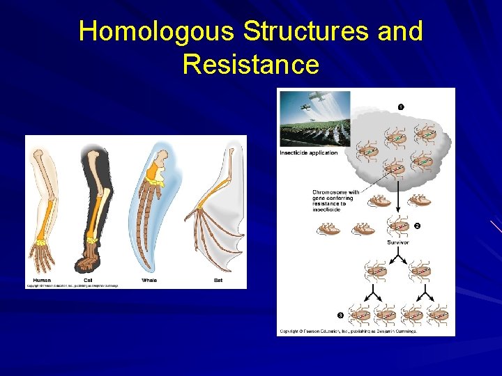 Homologous Structures and Resistance 