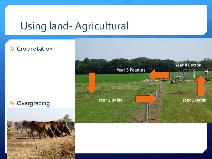 Using land- Agricultural Crop rotation Overgrazing 