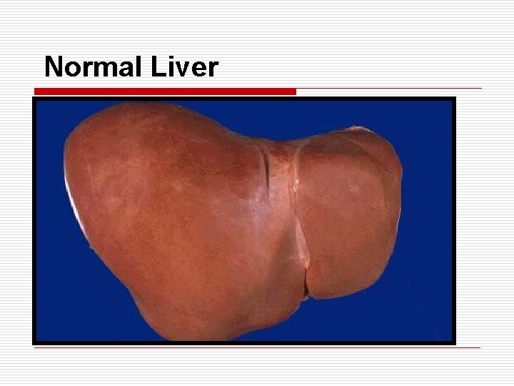 Normal Liver 