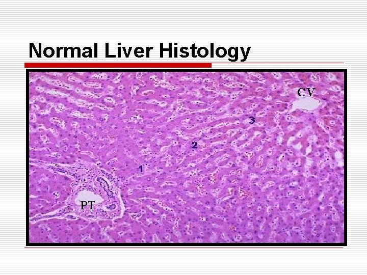 Normal Liver Histology CV PT 