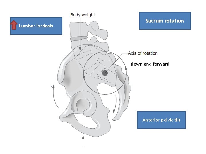 Lumbar lordosis Sacrum rotation down and forward Anterior pelvic tilt 