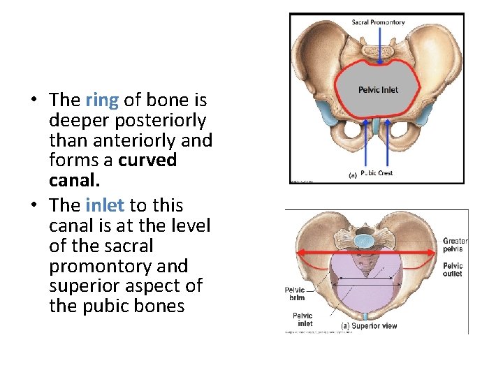  • The ring of bone is deeper posteriorly than anteriorly and forms a