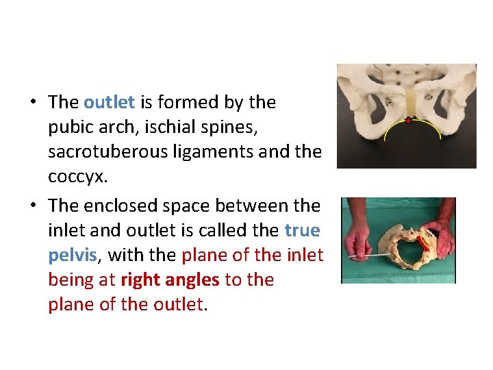  • The outlet is formed by the pubic arch, ischial spines, sacrotuberous ligaments