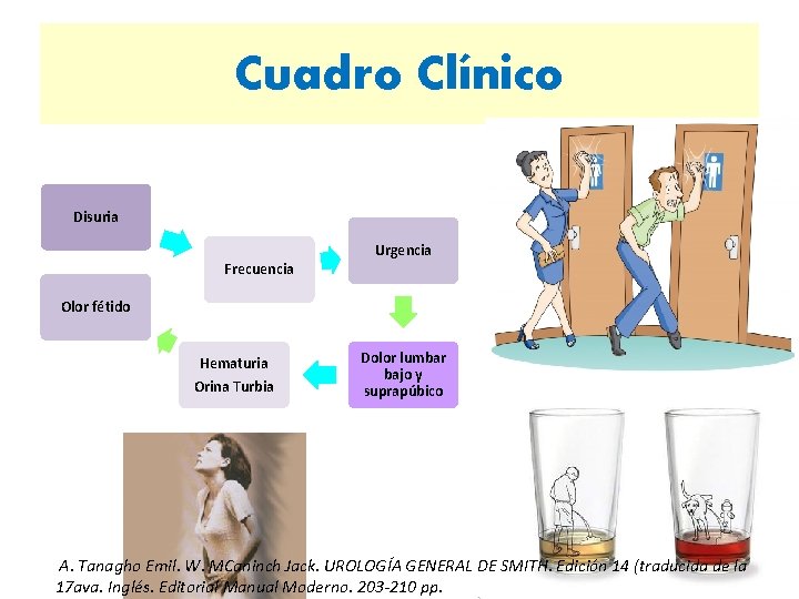 Cuadro Clínico Disuria Frecuencia Urgencia Olor fétido Hematuria Orina Turbia Dolor lumbar bajo y