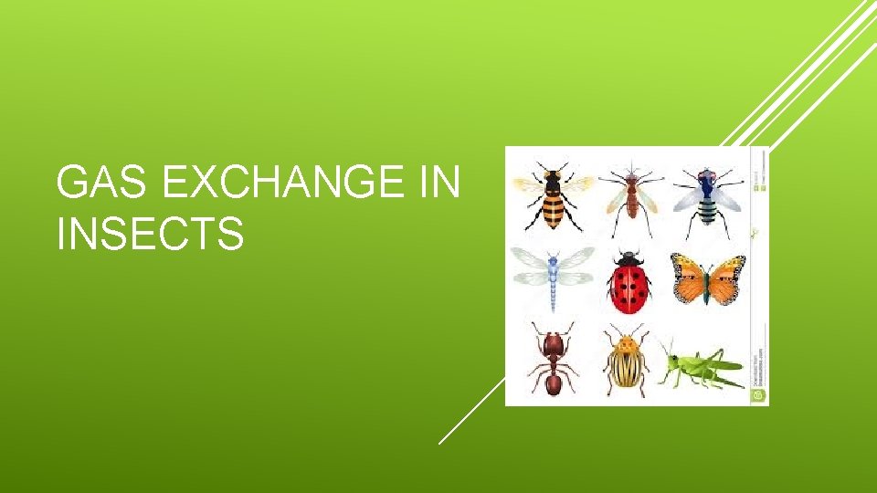 GAS EXCHANGE IN INSECTS 