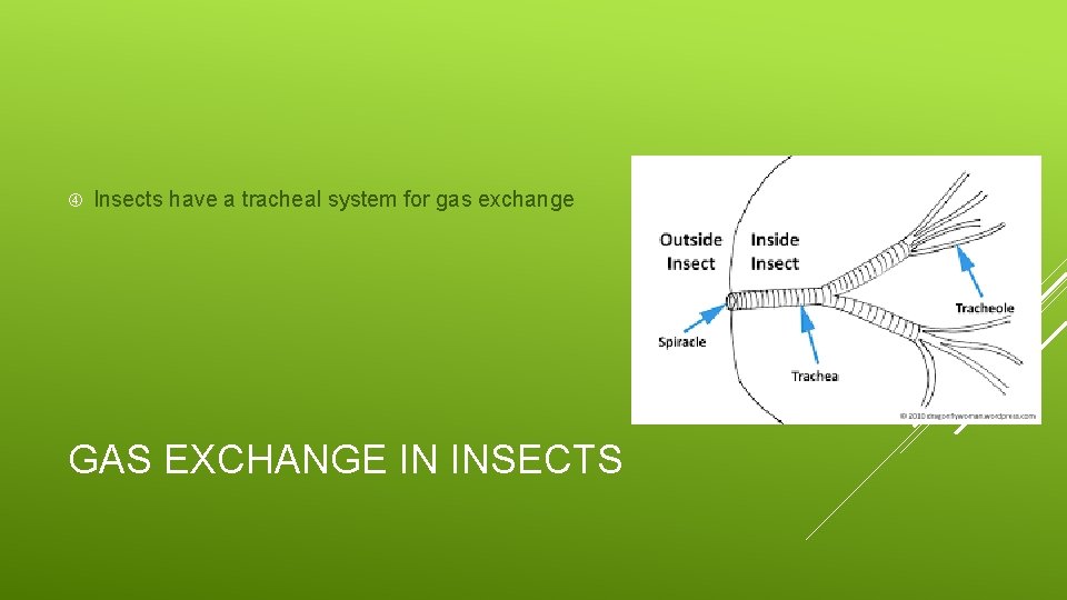  Insects have a tracheal system for gas exchange GAS EXCHANGE IN INSECTS 