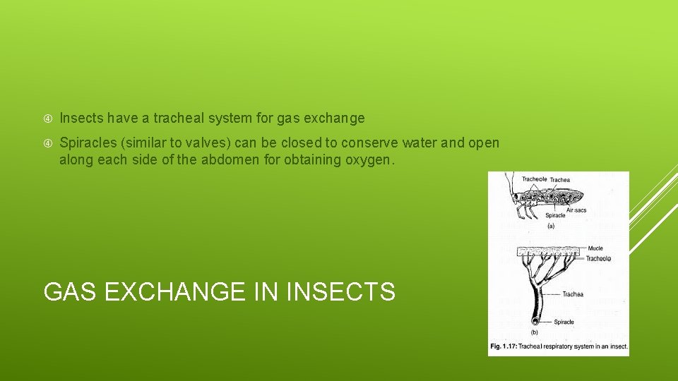  Insects have a tracheal system for gas exchange Spiracles (similar to valves) can