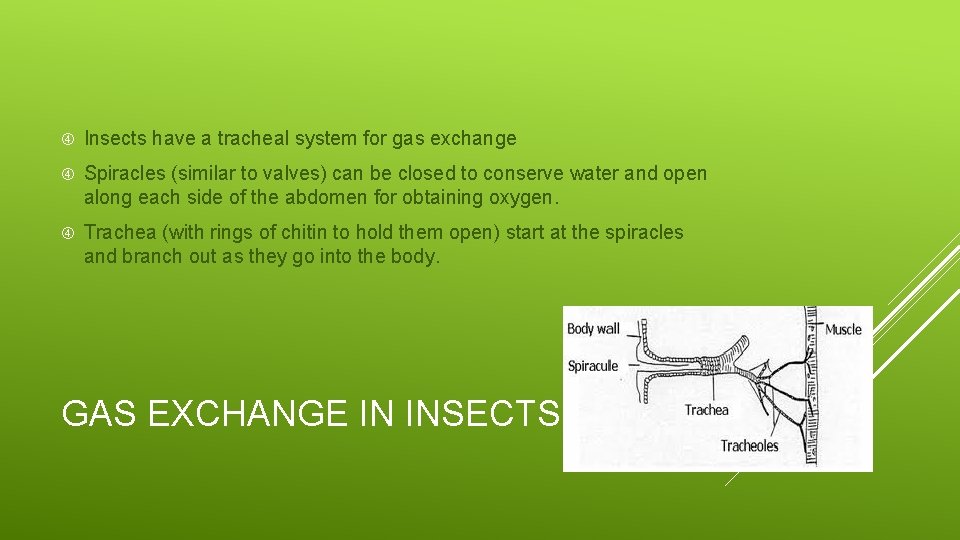  Insects have a tracheal system for gas exchange Spiracles (similar to valves) can