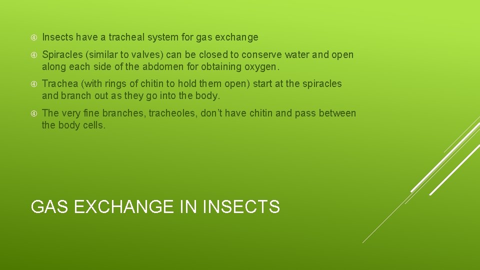  Insects have a tracheal system for gas exchange Spiracles (similar to valves) can