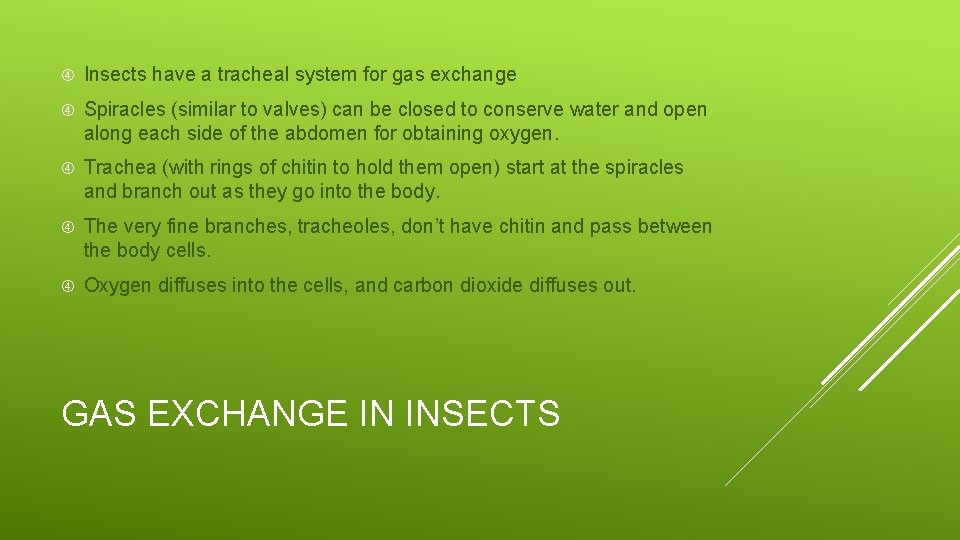  Insects have a tracheal system for gas exchange Spiracles (similar to valves) can