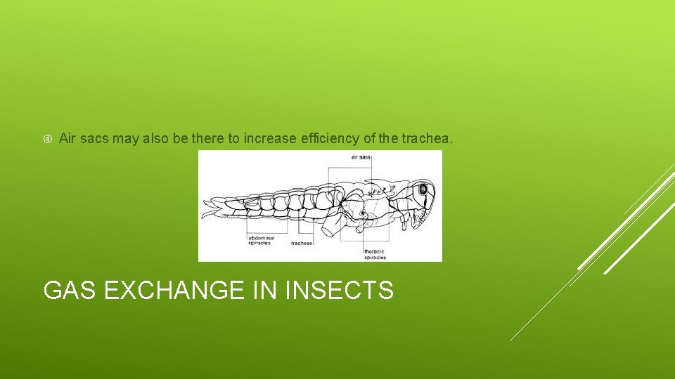  Air sacs may also be there to increase efficiency of the trachea. GAS