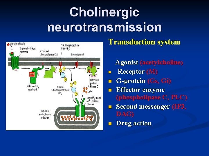 Cholinergic neurotransmission Transduction system n n n Agonist (acetylcholine) Receptor (M) G-protein (Gs, Gi)