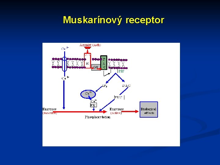 Muskarínový receptor 