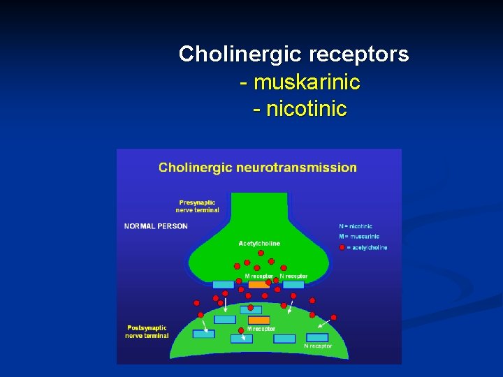Cholinergic receptors - muskarinic - nicotinic 