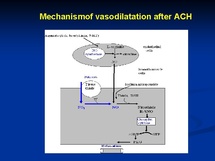 Mechanismof vasodilatation after ACH 