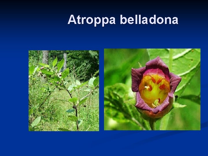 Atroppa belladona 