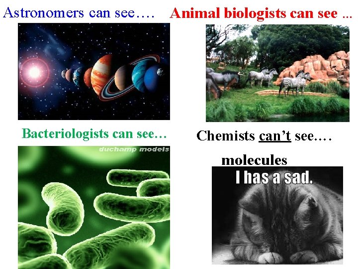 Astronomers can see…. Animal biologists can see … Bacteriologists can see… Chemists can’t see….