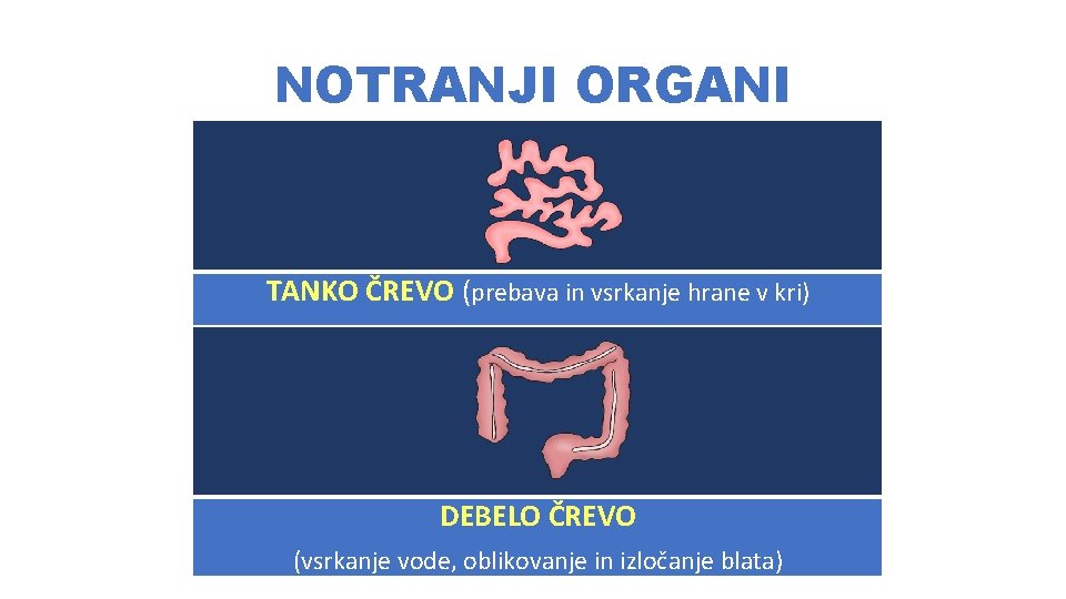 NOTRANJI ORGANI TANKO ČREVO (prebava in vsrkanje hrane v kri) DEBELO ČREVO (vsrkanje vode,