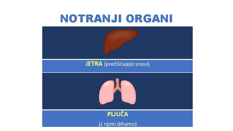 NOTRANJI ORGANI JETRA (prečiščujejo snovi) PLJUČA (z njimi dihamo) 