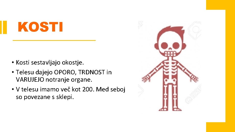 KOSTI • Kosti sestavljajo okostje. • Telesu dajejo OPORO, TRDNOST in VARUJEJO notranje organe.