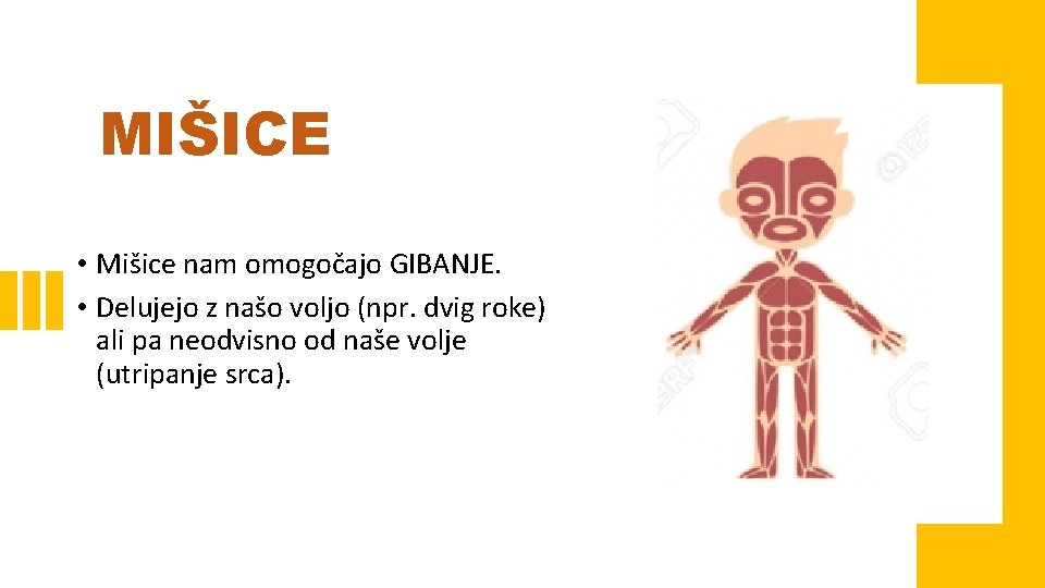 MIŠICE • Mišice nam omogočajo GIBANJE. • Delujejo z našo voljo (npr. dvig roke)