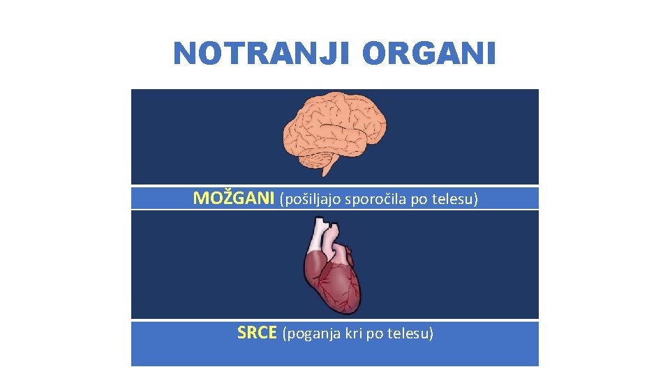 NOTRANJI ORGANI MOŽGANI (pošiljajo sporočila po telesu) SRCE (poganja kri po telesu) 