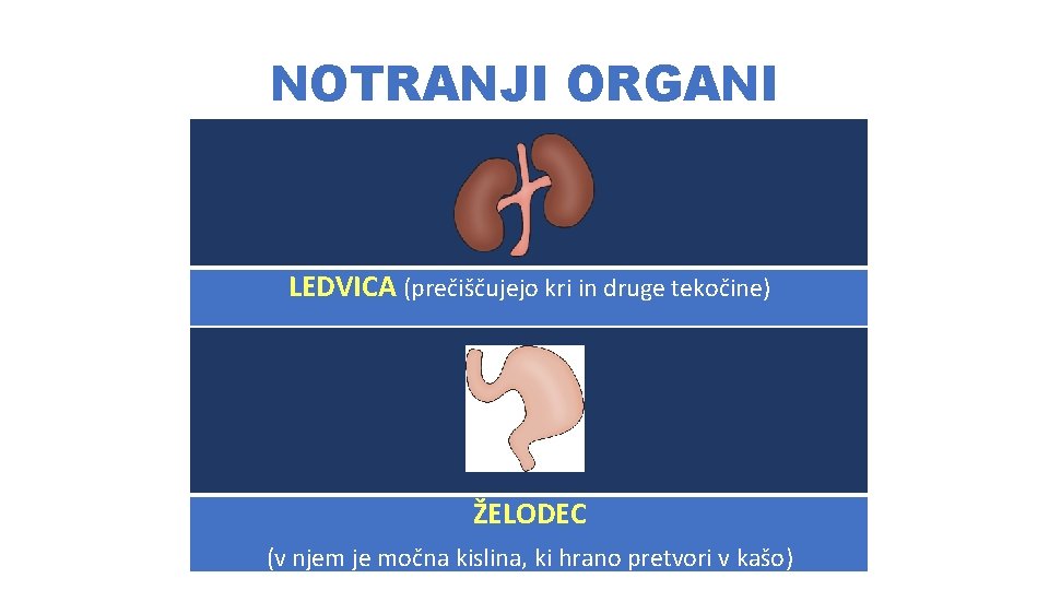 NOTRANJI ORGANI LEDVICA (prečiščujejo kri in druge tekočine) ŽELODEC (v njem je močna kislina,