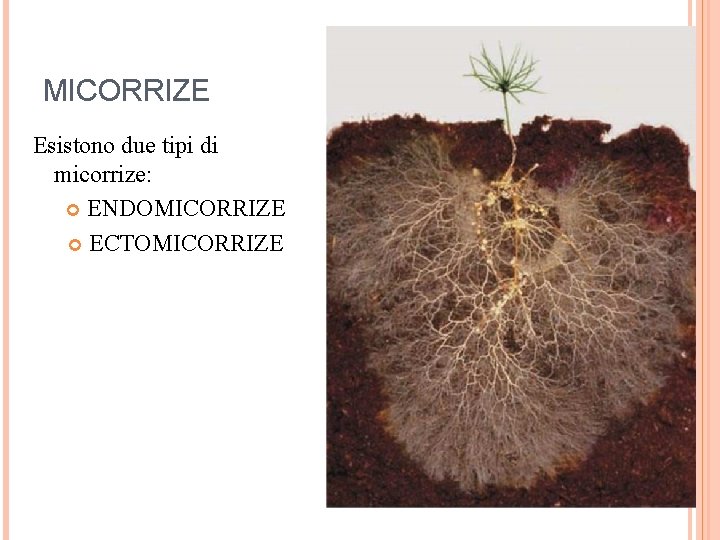 MICORRIZE Esistono due tipi di micorrize: ENDOMICORRIZE ECTOMICORRIZE 